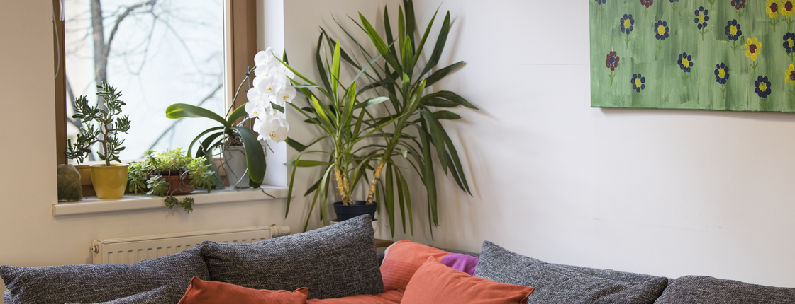 gemütliche Couch im Aufenthaltsraum des Wohnhaus am Volksgarten. Die Couch ist grau, auf ihr liegen rostrote Polster. Davor steht ein Couchtisch in heller Fournier. Auf der Fensterbank hinter der Couch stehen Topfpflanzen. An der Wand hängt ein quadratisches grünes Bild.