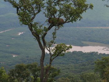 Weiter Blick über den dicht bewaldeten Ruvubu-Nationalpark in Burundi mit einem Fluss im Tal, vereinzelten Bäumen im Vordergrund und sattem Grün soweit das Auge reicht.