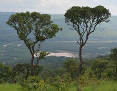 Weiter Blick über den dicht bewaldeten Ruvubu-Nationalpark in Burundi mit einem Fluss im Tal, vereinzelten Bäumen im Vordergrund und sattem Grün soweit das Auge reicht.
