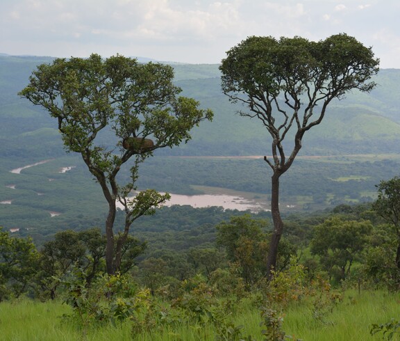 Weiter Blick über den dicht bewaldeten Ruvubu-Nationalpark in Burundi mit einem Fluss im Tal, vereinzelten Bäumen im Vordergrund und sattem Grün soweit das Auge reicht.