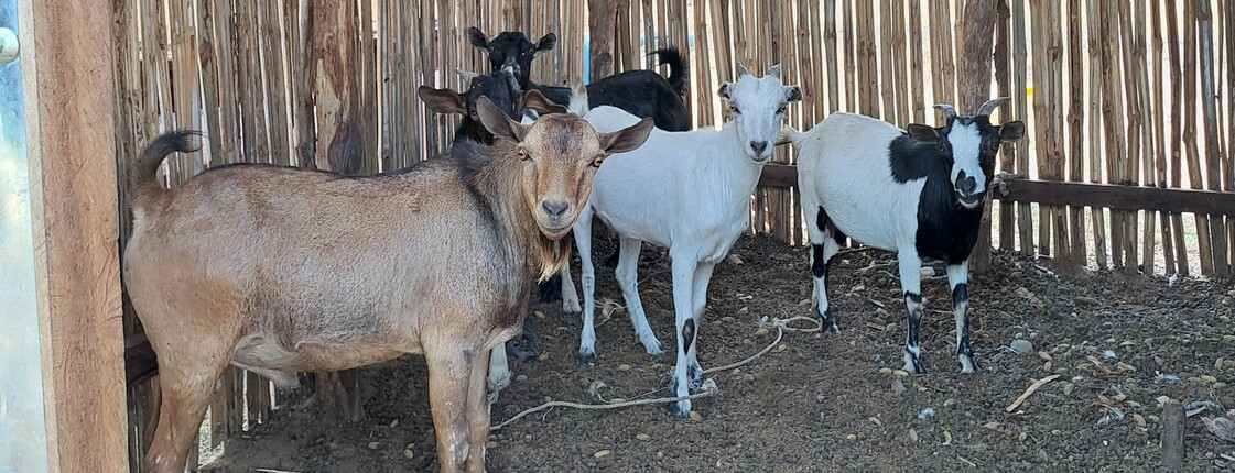 Ziegen stehen in einem Stall aus Bambusstäben