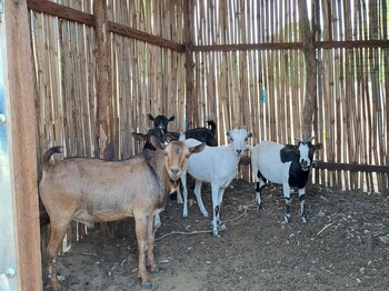 Ziegen stehen in einem Stall aus Bambusstäben