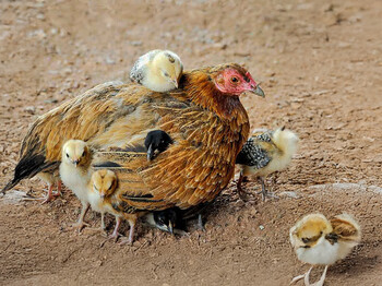 Ein Huhn mit mehreren Küken auf Erdboden