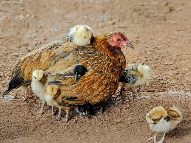 Ein Huhn mit mehreren Küken auf Erdboden