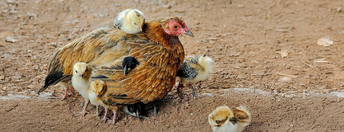 Ein Huhn mit mehreren Küken auf Erdboden