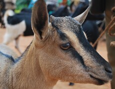 Nahaufnahme eines Ziegenkopfes