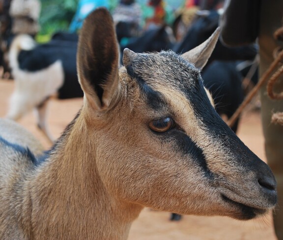 Nahaufnahme eines Ziegenkopfes