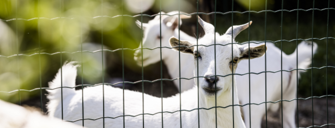 Zwei weiße Zwergziegen hinter einem Zaun