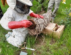 Ein Imker in weißem Schutzanzug und roten Handschuhen kniet im Gras und überträgt ein Bienenvolk aus einem traditionellen zylindrischen Naturstock in einen modernen Holzbienenstock, während Bienen um ihn herumschwirren.