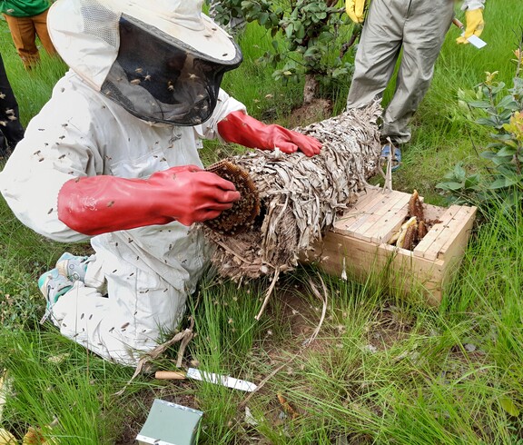 Ein Imker in weißem Schutzanzug und roten Handschuhen kniet im Gras und überträgt ein Bienenvolk aus einem traditionellen zylindrischen Naturstock in einen modernen Holzbienenstock, während Bienen um ihn herumschwirren.